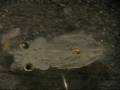 videos de Larval invertebrates 2.wmv