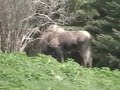 Alaska, Moose calves and mom