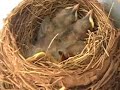 A Robin\
