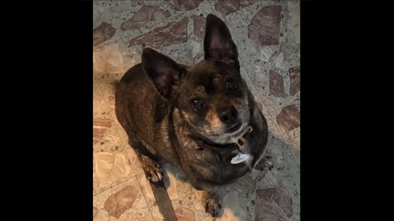 Vincent the Talking Dog's Easter Safety Message