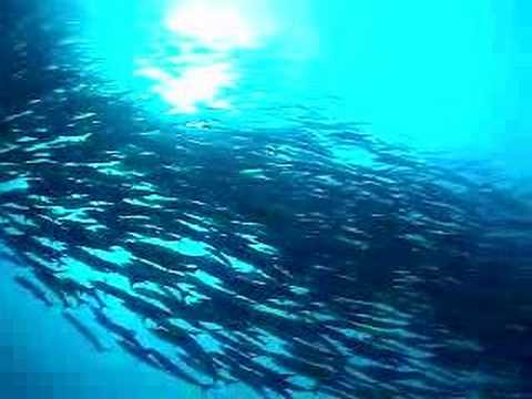 Big Animals in Derawan Archipelago