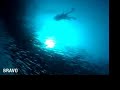 Big Animals in Derawan Archipelago Big Animals in Derawan Archipelago