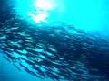 Big Animals in Derawan Archipelago