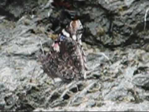 how to dissolve algae