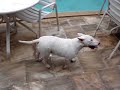 Bull Terrier - Chetarah e Yanka