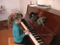 Chorus of Kittens (Хор Котят)