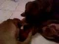videos de Saphyre and Nanji