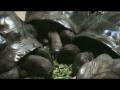 videos de Philadelphia Zoo Aldabra Tortoises Lunch Time