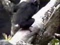 Funny Clips - Monkey Sniffs His Own Butt, Passes Out!