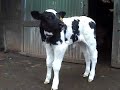 Big fat Mamma's blue calf -24 hours later