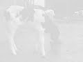 Big fat Mamma's blue calf -24 hours later