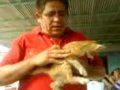 cono usar un gato para la defensa en caso de ser requerido como cargarlos y descargarlos atacar cuando sea necesario pero cuidado puede ser peligroso que la rafaga de tiros pueda caer sobre su humanidad disfrutenlo