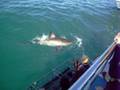 videos de Great white shark diving 4