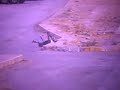 marines-survive-small-ied.html