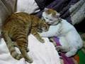 かご猫　茶とらと