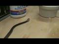 Captive Born PNG Taipan