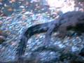 A awesome hungy crocodile!