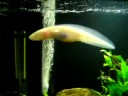 axolotl