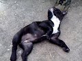 Bouledogue francais