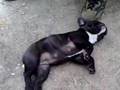 Bouledogue francais
