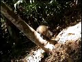 Filhote de mão-pelada, vítima da devastação. Quando filhote, apareceu numa residência em Guaramirim, SC, com muita fome. Foi amamentado,  e devolvido para a natureza 7 meses mais tardeSaiba mais sobre o mão-pelada visitando nosso site: http://www.ra-bugio.org.brInstituto Rã-bugio para Conservação da Biodiversidade