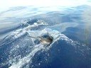 Gianfranco e Lollo ancora una volta fanno un'incontro bellissimo con i delfini a largo di Malfa, Salina, isole Eolie