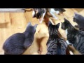 [ネコ]猫4匹に囲まれ死んだふりをするアシダカグモのサムネイル2