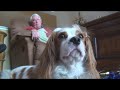 a-day-in-the-life-of-bogie.html