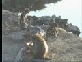 72207-448pm-baboons-enjoying-the-waterhole.html