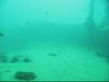 Kingcruiser wreck dive with puffer and lion fish
