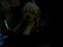 Puppy For Sale !