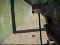 Plinking-Shooting-wi