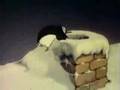 Peeping Penguins
