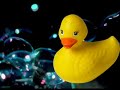 Rubber ducky, youre the one!