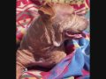 Tivi Fears Pearl May Be Getting Cold Feet !