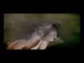 nocturnal emission - web clip