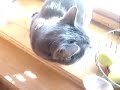The Nom Nom Cat