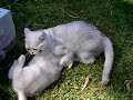 Burmilla cats