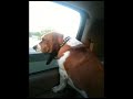 Doing their favorite thing, Augie and Belle ride with their heads out the window and the breeze flowing through their ears.