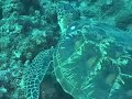 Turtle Conservation Turtle Conservation
