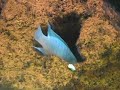 Metriaclima Estherea Minos Reef Metriaclima Estherea Minos Reef