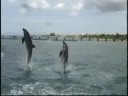 Swimming with Dolphins Cozumel, Mexico 2008
