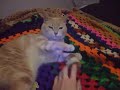 Xerxes playing with her hamster.