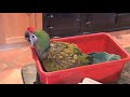 buckle a baby shamrock macaw
