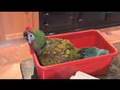 Buckle, A Baby Shamrock Macaw