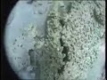 lake preston is one of the yalgorup lakes, south of mandurah, western australia. the carbonate microbialites on the lake floor resemble tufa deposits.  the music is from the cd 