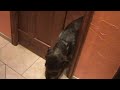 My dog Thor trying to get thru a door.