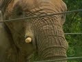 Elephant Retirement Home Elephant Retirement Home