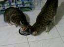 new video of my cats new video of my cats