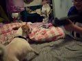 chico barking at a toy gun